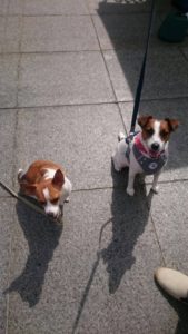 20161021_085221785_ios